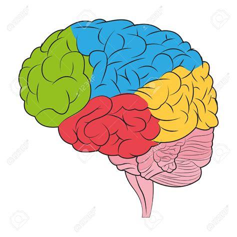 Human Brain Clipart Free Download On Clipartmag