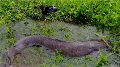 Amazing Catfish Catch By Hand Traditional Big Fish Catching By Hand In