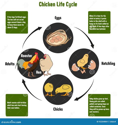 Chicken Life Cycle Diagram Stock Vector Illustration Of Livestock