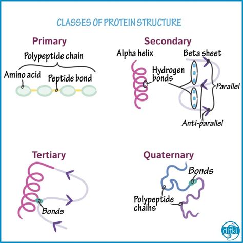 Protein Molecular Structure Diagram Protein Structure Types