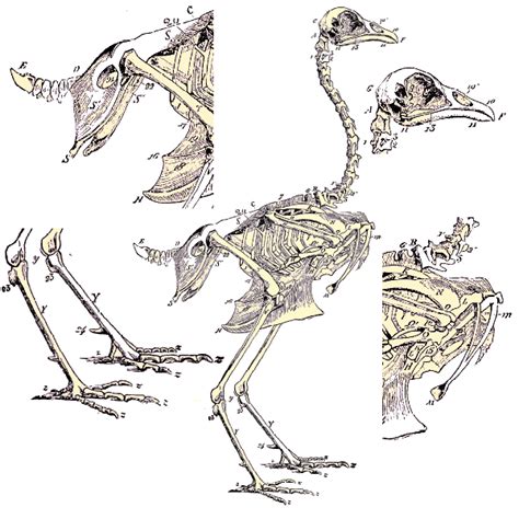 Anatomie Des Oiseaux