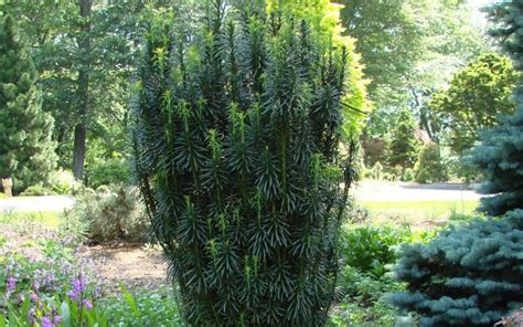 Fastigiata Upright Japanese Plum Yew Cephalotaxus Harringtonia