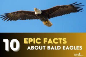 Bald Eagle Facts - Bird Informer