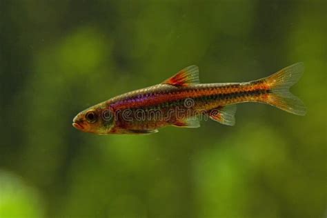 The Rainbow Shiner Notropis Chrosomus Stock Photo Image Of Notropis