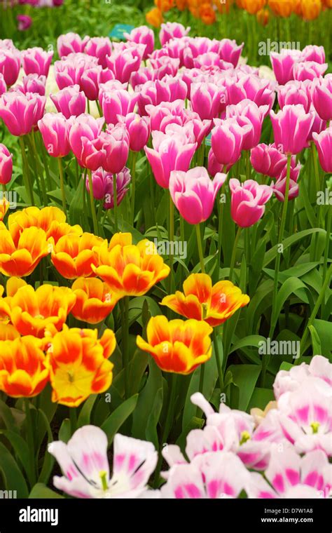 Tulips, Keukenhof Gardens, Lisse, Netherlands Stock Photo - Alamy