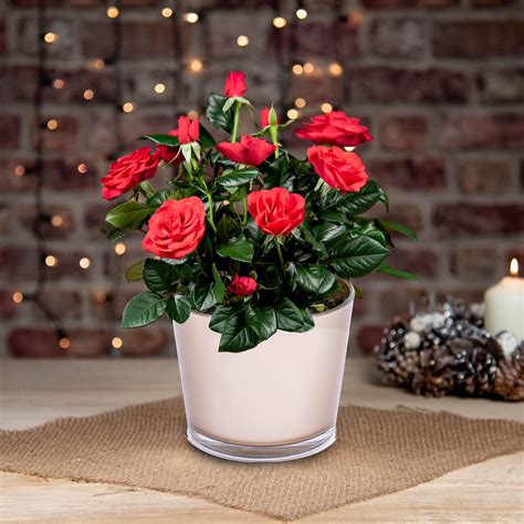 Christmas Red Rose Plant | Prestige Flowers