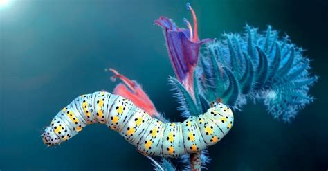 Mimicry Animals: 10 Animals That Use Mimicry to Survive - A-Z Animals