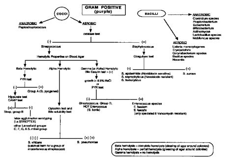 Gram Positive Flow Chart Science And Wonder Pinterest