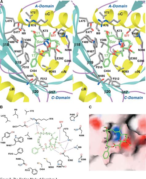 Pdf A Mechanism For The Potent Inhibition Of Eukaryotic Acetyl