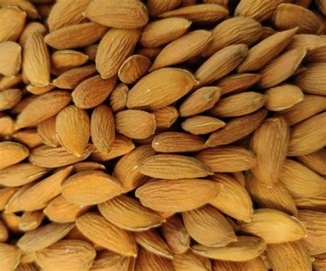 Whole Kashmiri Mamra Almond 10kg At Rs 1000 Kg In Bengaluru ID