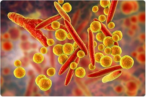 Early Stages Of Mycoplasma Under Microscope