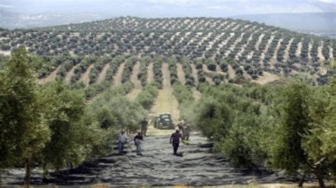 Agricultura Tradicional Caracter Sticas Y Diferencias Con La Intensiva