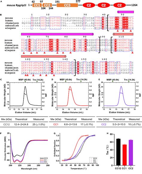 Figure 1 From Structure Of The N Terminal Coiled Coil Domains Of The