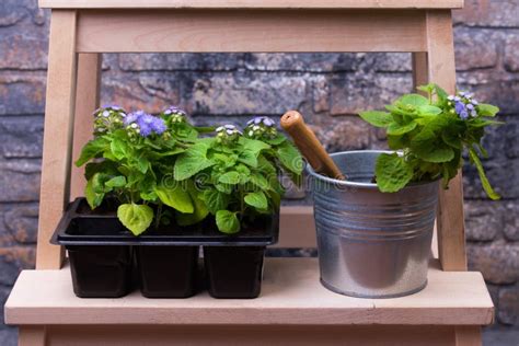 Potes Con Las Flores Y Las Herramientas Que Cultivan Un Huerto Foto De