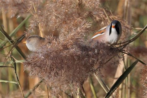 NatureUK On Twitter RT Graham Jaggard A Few More Shots Of The Very