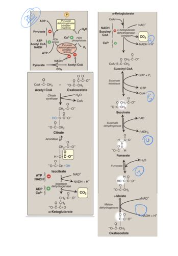 Biochem Tca Cycle Steps Flashcards Quizlet