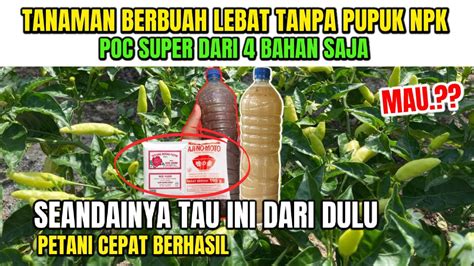 Seandainya Dari Dulu Tahu Ini Tanaman Berbuah Lebat Tanpa Pupuk Npk║4 Bahan Saja Membuat Poc