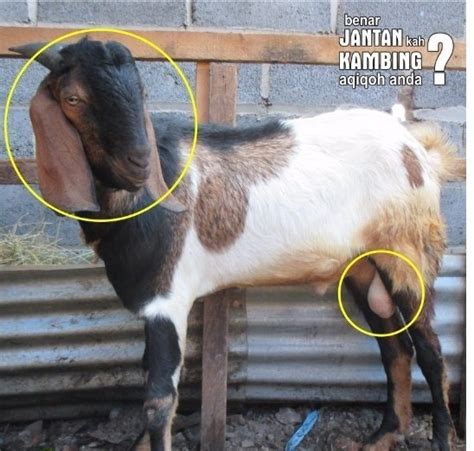 Gambar Kambing Jantan Pulp