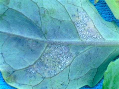 Downy Mildew On Cabbage Vegetable Pathology Long Island