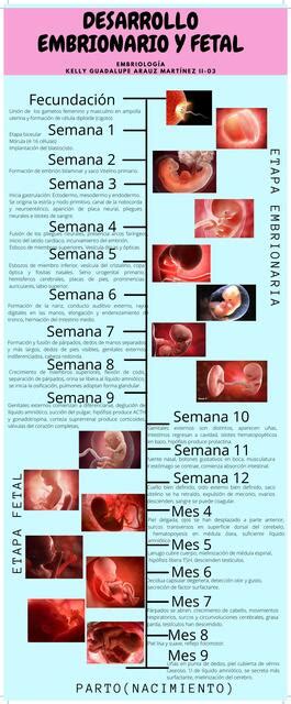 Desarrollo Embrionario Y Fetal Arauz Mart Nez Kelly Guadalupe Udocz