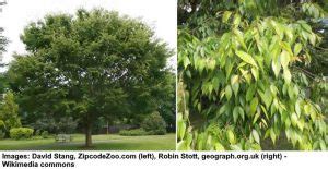 17 Elm Trees: Leaves, Bark, Seeds - Identification Guide (Pictures)