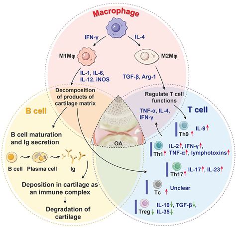 Frontiers Immunomodulation Of MSCs And MSC Derived Extracellular