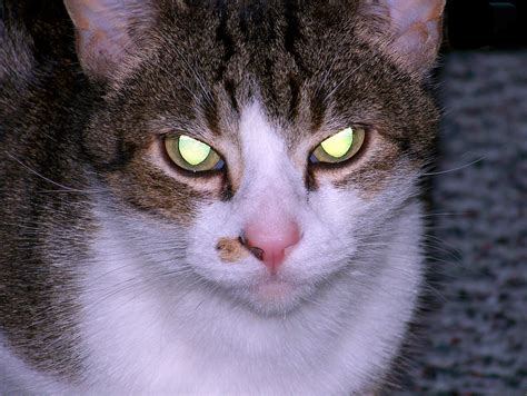 Evil Cat Free Stock Photo Public Domain Pictures