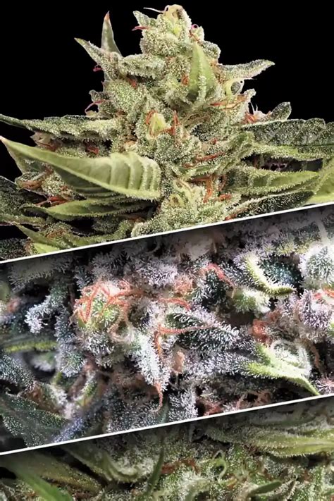 Autoflower Seeds Collection Pack 1 Seeds Paradise Seeds