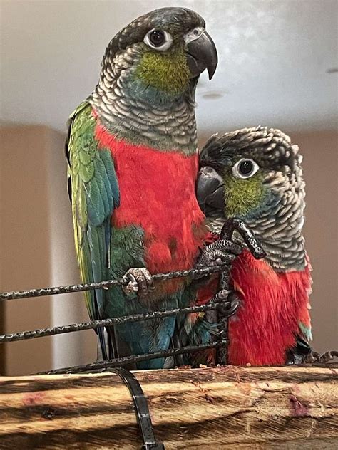 Love Love Love Beautiful Adorable Crimson Bellied Conure Babies