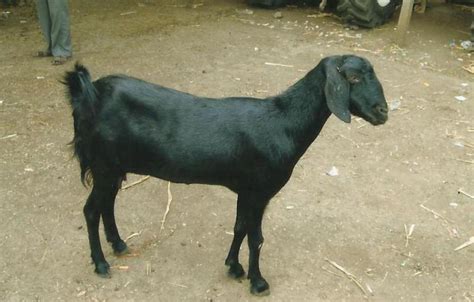 Osmanabadi Goat