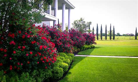 Double Knockout Roses - The Most Popular Rose | The Tree Center™