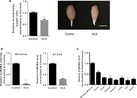 Long Noncoding Rna Lncmuma Reverses Established Skeletal Muscle Atrophy