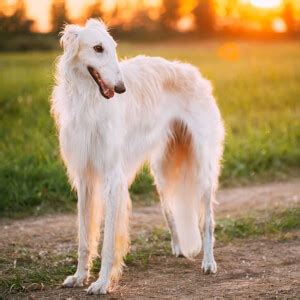 Borzoi vs Greyhound » Complete Breed Comparison