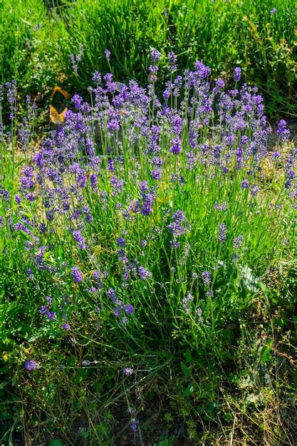 Premium Photo | Lavender plants in the garden