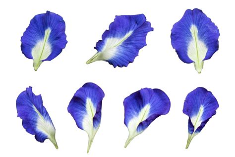 Butterfly Pea Flowers Isolated On A Transparent Background 28634652 Png