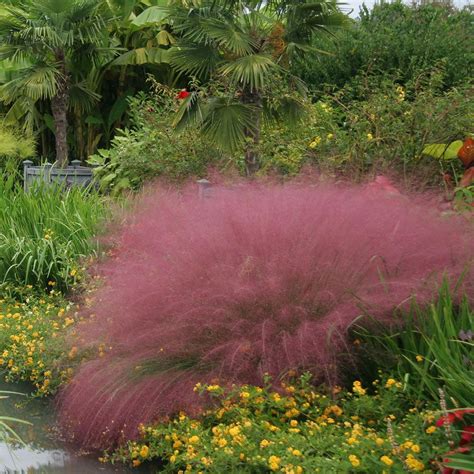 Muhlenbergia Capillaris Pink Muhly Grass At Jackson And Perkins