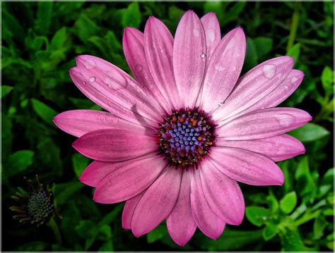 Fotos gratis naturaleza pétalo botánica flora flor silvestre