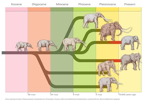 Elephant Evolution Diagram Photograph By Gary Hincks