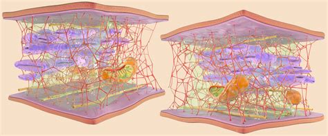 Cytoskeleton Structure on Behance