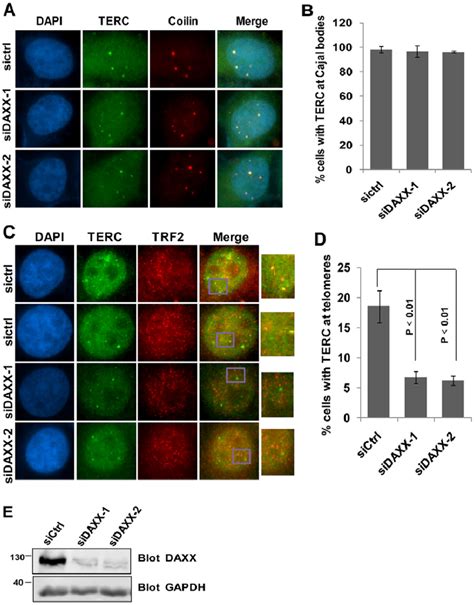 Daxx Is Required For Telomerase Targeting To Telomeres But Not Cajal Download Scientific