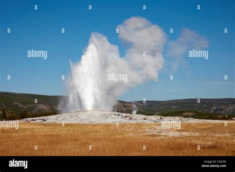 Eruption of Old Faithful geyser in Yellowstone National Park Stock Photo - Alamy