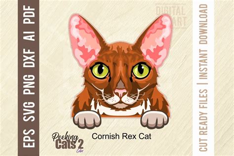 Cornish Rex Cat Color Svg Illustrations Creative Market