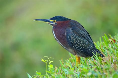 Green Heron | California Living Museum