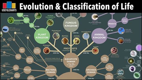 Taxonomy Classification For Humans