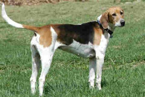 American Foxhound - PETS 123