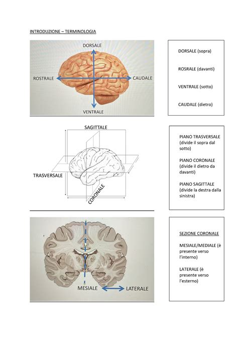 Neuroanatomia Introduzione Introduzione Terminologia Sagittale