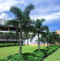 Palm Plantation Of Australia Espanol