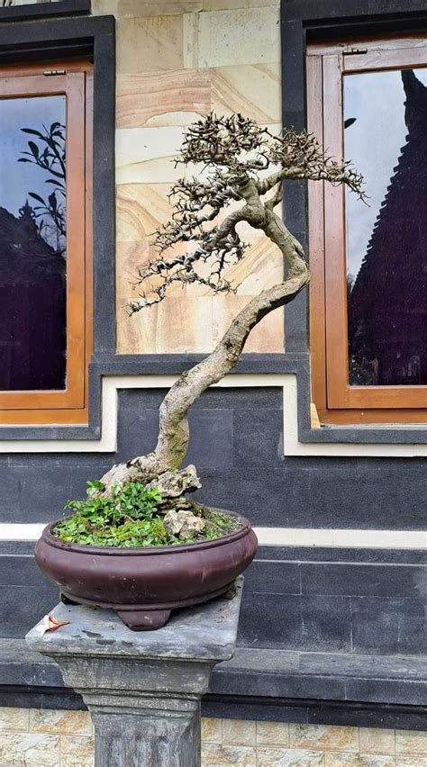 Pin oleh YOICHI di bonsaiその他 Pohon bonsai Bonsai Seni pohon