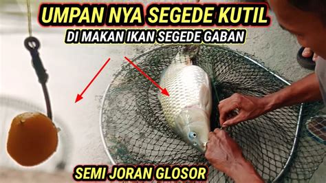 TRIK MANCING GALAPUNG IKAN MAS BABON Teknik JORAN GLOSOR MANCING