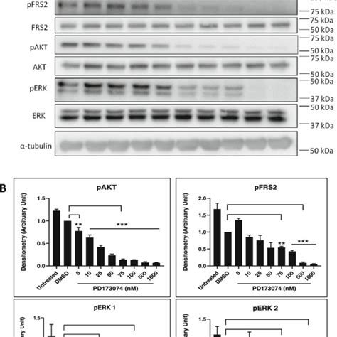 FGFR Expression And Phosphorylation Signature In TNBC Cell Lines As